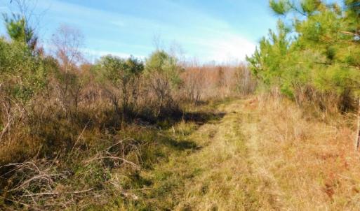 Photo of UNDER CONTRACT!  60 Acres of Farm Timber and Hunting Land For Sale in Pitt County NC!