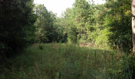 Photo of UNDER CONTRACT!  289 Acres of Hunting and Timber Land For Sale in Tyrrell County NC!