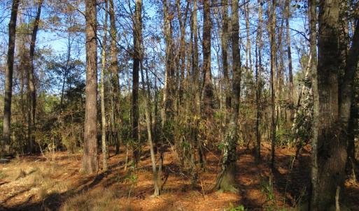 Photo of UNDER CONTRACT!  49.82 Acres of Hunting Land with Duck Impoundments For Sale in Columbus County NC!