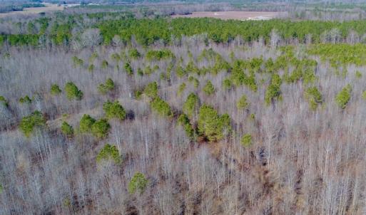 Photo of UNDER CONTRACT!  167 Acres of Hunting Land For Sale in Halifax County NC!