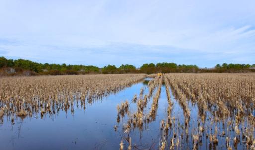 Photo of UNDER CONTRACT!  151 Acres of Duck Hunting Land with Home Site in Hyde County NC!