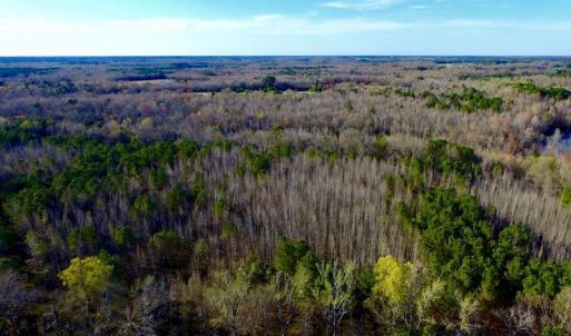 Photo of UNDER CONTRACT!  115 Acres of Hunting Land For Sale in Wilson County NC!