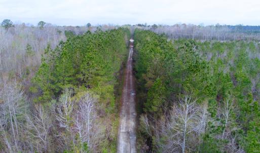 Photo of SOLD!  75.9 Acres of Timber and Hunting Land For Sale in Pamlico County NC!