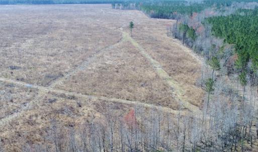 Photo of UNDER CONTRACT!  171 Acres of Timber Land For Sale In Halifax County NC!