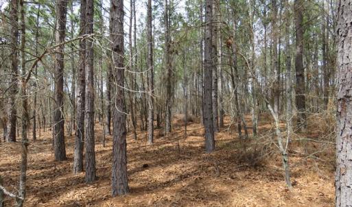 Photo of UNDER CONTRACT!  4 Acres of Hunting and Timber Land for Sale in Scotland County NC!