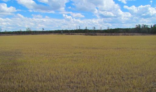 Photo of UNDER CONTRACT!  150 Acres of Farm and Hunting Land For Sale in Sussex County VA!