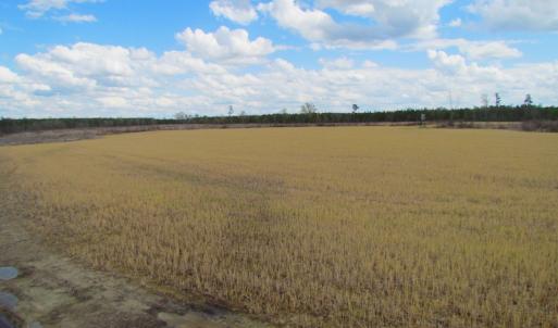 Photo of UNDER CONTRACT!  150 Acres of Farm and Hunting Land For Sale in Sussex County VA!