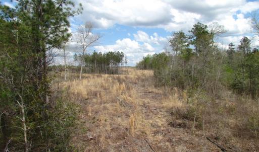 Photo of UNDER CONTRACT!  150 Acres of Farm and Hunting Land For Sale in Sussex County VA!