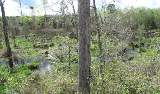 Photo of UNDER CONTRACT!  150 Acres of Farm and Hunting Land For Sale in Sussex County VA!