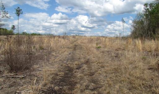 Photo of UNDER CONTRACT!  150 Acres of Farm and Hunting Land For Sale in Sussex County VA!