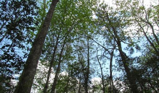 Photo of UNDER CONTRACT!  150 Acres of Farm and Hunting Land For Sale in Sussex County VA!