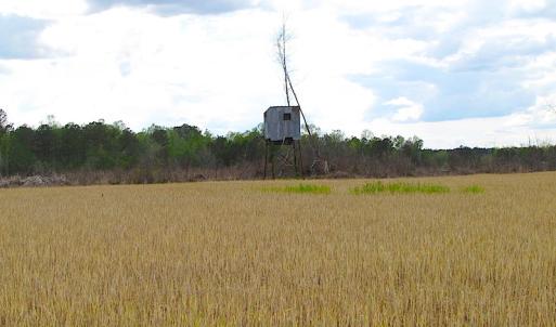 Photo of UNDER CONTRACT!  150 Acres of Farm and Hunting Land For Sale in Sussex County VA!