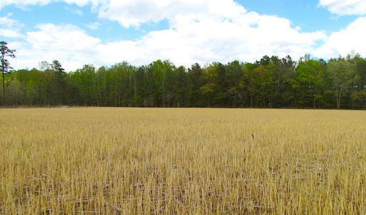 Photo of UNDER CONTRACT!  150 Acres of Farm and Hunting Land For Sale in Sussex County VA!