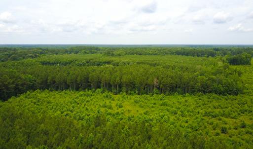 Photo of UNDER CONTRACT!  59 Acres of Hunting and Timber Land with Home For Sale in Bertie County NC!