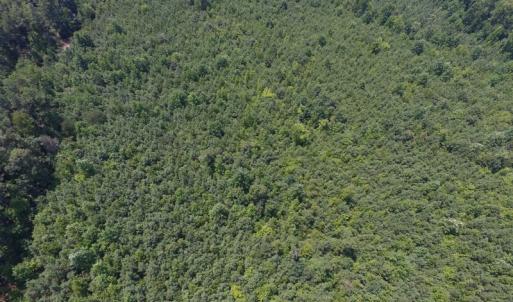 Photo of UNDER CONTRACT!  25.04 Acres of Hunting Land For Sale in Warren County NC!