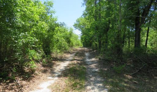 Photo of UNDER CONTRACT!  67.61 Acres of Hunting and Residential Land for Sale in Scotland County NC!