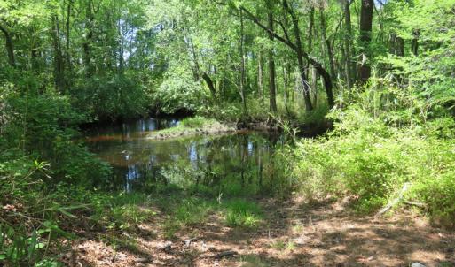 Photo of UNDER CONTRACT!  67.61 Acres of Hunting and Residential Land for Sale in Scotland County NC!