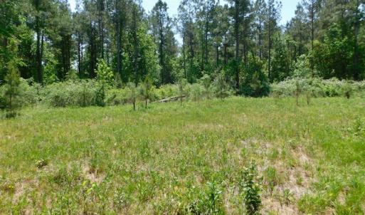 Photo of UNDER CONTRACT!  26.7 Acres of Hunting and Timber Land For Sale in Jones County NC!