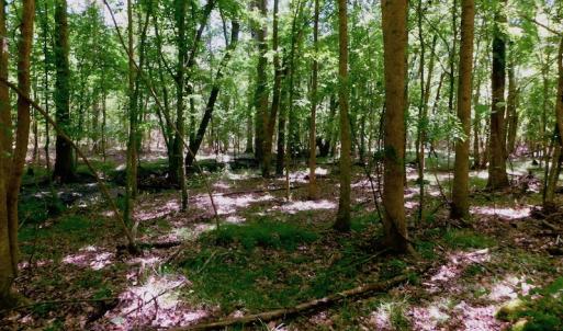 Photo of UNDER CONTRACT!  26.7 Acres of Hunting and Timber Land For Sale in Jones County NC!
