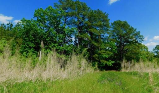Photo of UNDER CONTRACT!  102 Acres of Hunting Land For Sale in Halifax County NC!