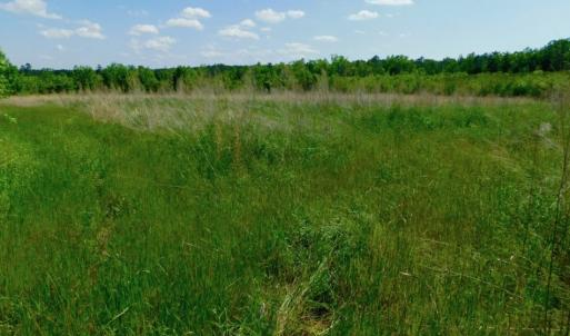 Photo of UNDER CONTRACT!  102 Acres of Hunting Land For Sale in Halifax County NC!
