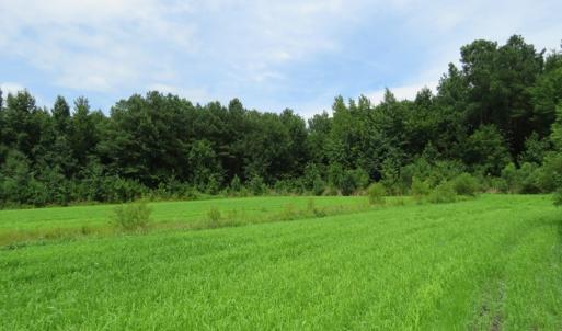 Photo of SOLD!  101 Acres of Hunting Land For Sale in Cumberland County NC!