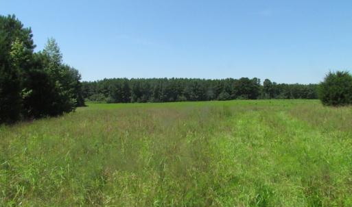 Photo of UNDER CONTRACT!  29 Acres of Hunting and Timber Land in Greensville County VA!