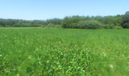 Photo of UNDER CONTRACT!  29 Acres of Hunting and Timber Land in Greensville County VA!