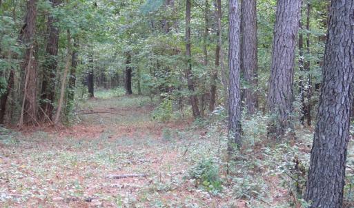 Photo of UNDER CONTRACT!  16 Acres of Hunting and Timber Land For Sale in Columbus County NC!