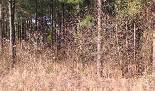 Photo of SOLD!!  8 Acres of Hunting Land for Sale in Halifax County VA!