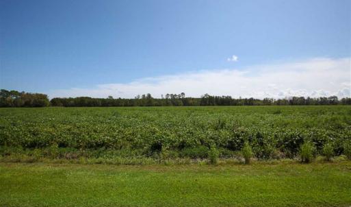 Photo of SOLD!!  52 Acres of Farm and Hunting Land For Sale in Tyrrell County NC!