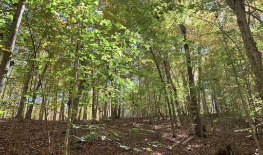 Photo of SOLD!!  81.9 Acres of Hunting and Timber Land for Sale in Caswell County NC!