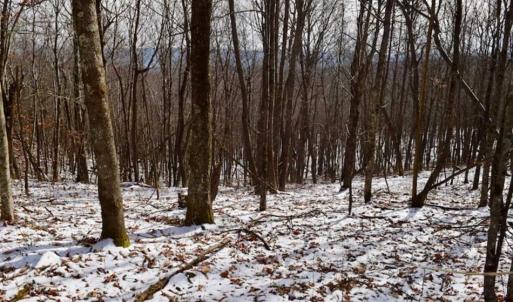 Photo of UNDER CONTRACT!!  208 Acres of Hunting and Recreational Land For Sale in Bland County VA!