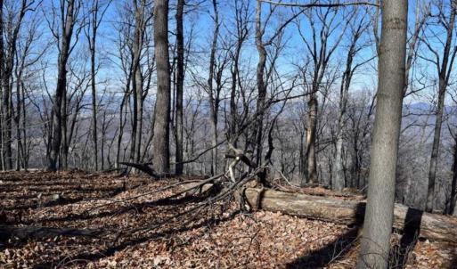 Photo of SOLD!!  81 Acres of Hunting and Recreational Land For Sale in Franklin County VA!