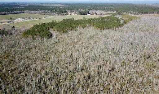 Photo of SOLD!!  220 Acres of Hunting Land for Sale in Tyrrell County NC!