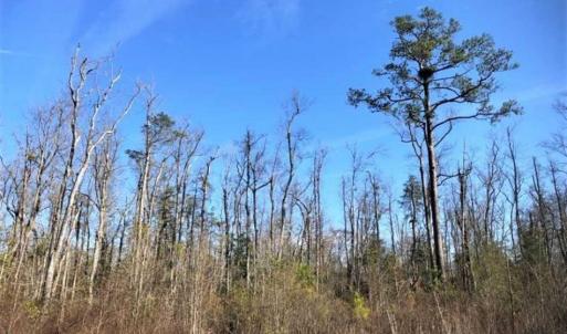 Photo of SOLD!! 142.05 Acres of Hunting Land For Sale in Camden County NC!