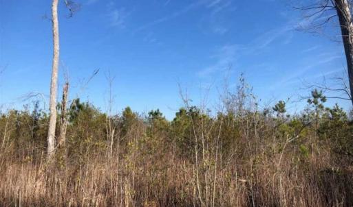 Photo of SOLD!! 142.05 Acres of Hunting Land For Sale in Camden County NC!