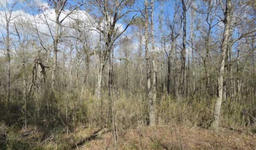 Photo of UNDER CONTRACT!!  21 Acres of Residential and Hunting Land in Pender County NC!