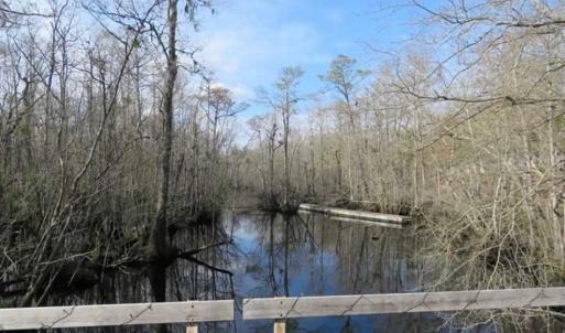 Photo of UNDER CONTRACT!!  21 Acres of Residential and Hunting Land in Pender County NC!