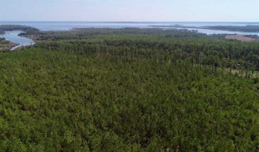 Photo of SOLD!!  26.94  Acres of Hunting Land for Sale in Pamlico County NC!