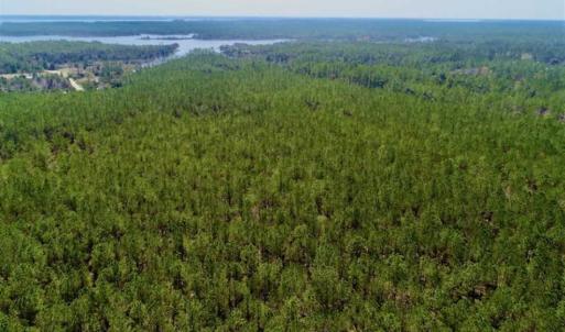 Photo of SOLD!!  50.29  Acres of Hunting Land for Sale in Pamlico County NC!