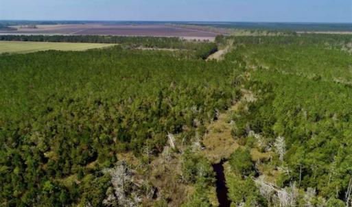 Photo of SOLD!!  218 Acres of Farm and Timber Land in Pamlico County NC!