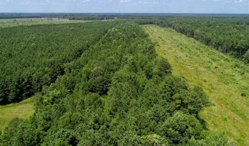 Photo of SOLD!!  21 Acres of Hunting and Timber Land For Sale in Perquimans County NC!