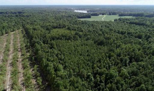 Photo of SOLD!!  33.41 Acres of Hunting and Timber Land For Sale in Beaufort County NC!