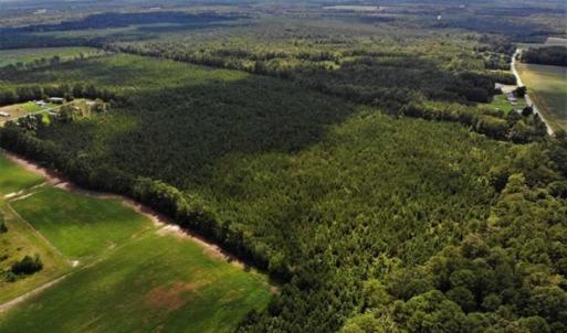 Photo of SOLD!!  105 Acres of Hunting and Timber Land For Sale in Northampton County NC!