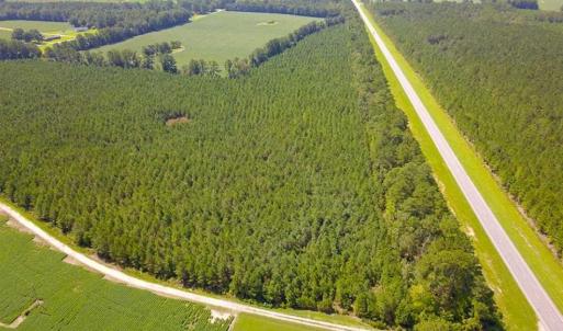 Photo of 72 Acres of Timber and Hunting Land For Sale in Bertie County NC!