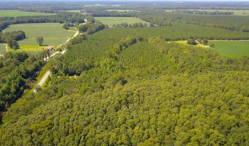 Photo of 72 Acres of Timber and Hunting Land For Sale in Bertie County NC!