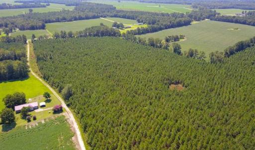 Photo of 72 Acres of Timber and Hunting Land For Sale in Bertie County NC!