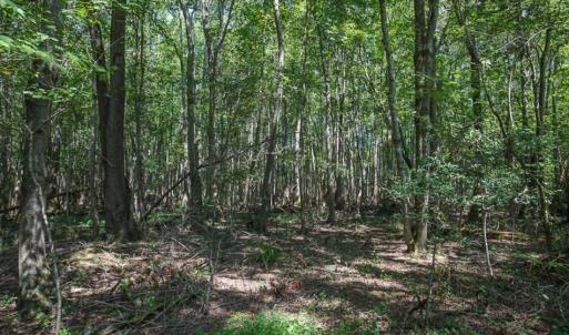 Photo of 72 Acres of Timber and Hunting Land For Sale in Bertie County NC!