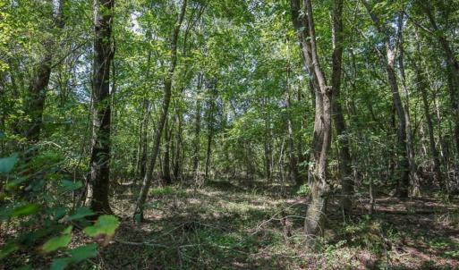 Photo of 72 Acres of Timber and Hunting Land For Sale in Bertie County NC!